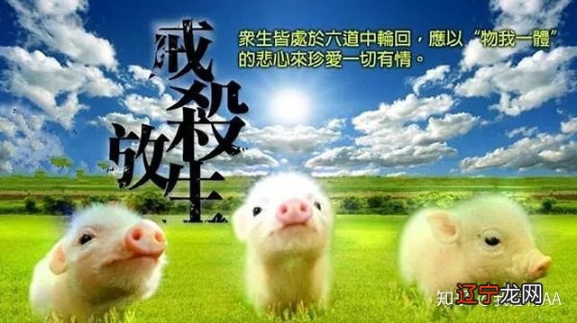 印光大师开示：放生十大功德