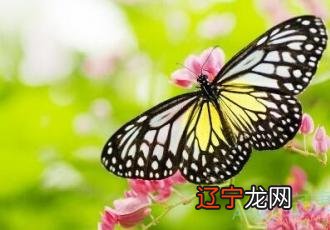 周公解梦梦见蜜蜂是什么意思