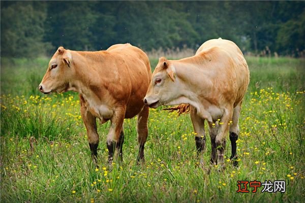 狗和牛相配婚姻如何 属狗的和属牛的婚姻如何