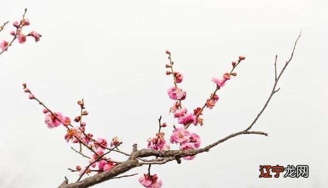 古代易学大师邵雍创立了独特的古老占卜方法——梅花易数