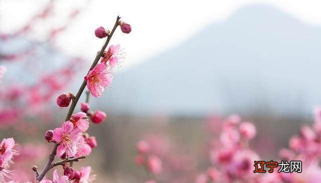 古代易学大师邵雍创立了独特的古老占卜方法——梅花易数