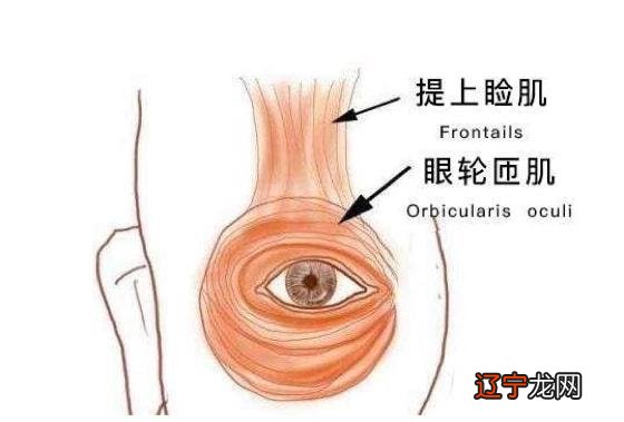 右眼皮老是跳是跳灾吗_眼皮为什么总跳_眼皮跳的真正含义