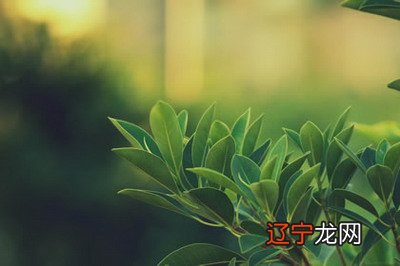 大林木命跟屋上土命婚姻合适吗？大林木命和什么命最合财？