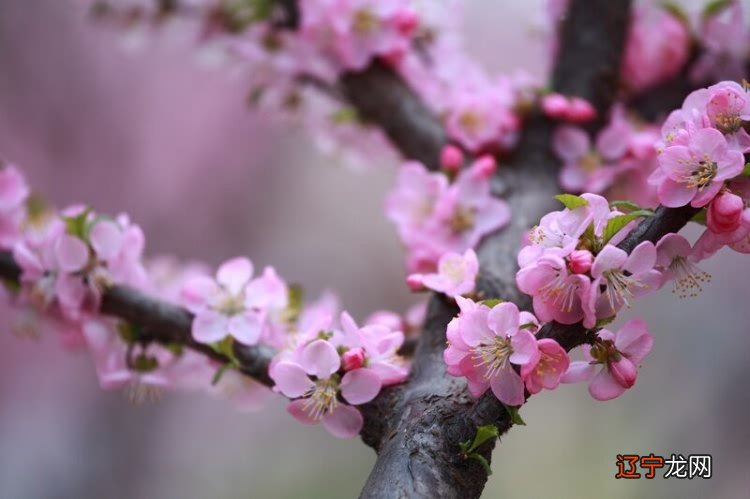 生辰八字算桃花位_生辰查八字_免费八字算桃花