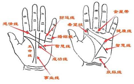 掌纹_掌纹图解_掌纹图