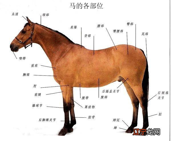 属龙的今年多大_属马的今年多大_今年属狗的今年多大