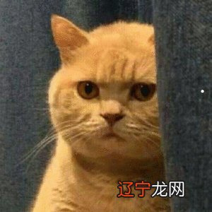 梦见养宠物猫是什么预兆