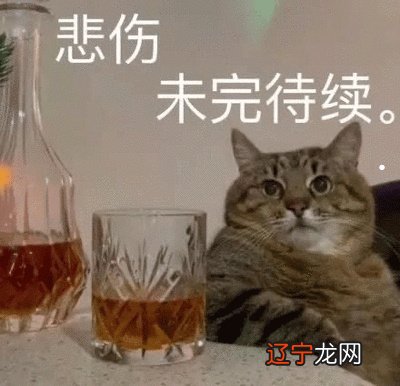 梦见养宠物猫是什么预兆