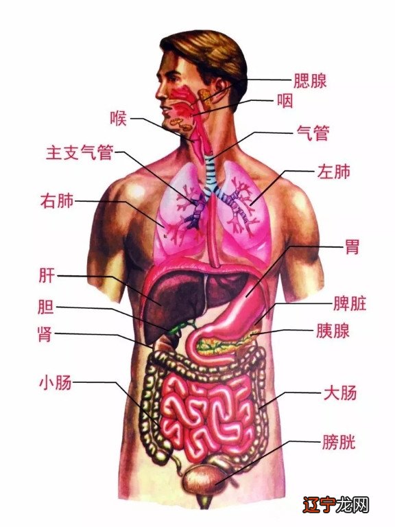 人体买卖器官 法律 关系 依据_人体中最先衰老的器官是_术数人体器官