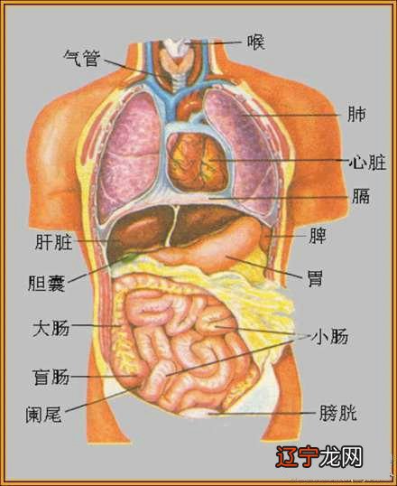 人体买卖器官 法律 关系 依据_人体中最先衰老的器官是_术数人体器官