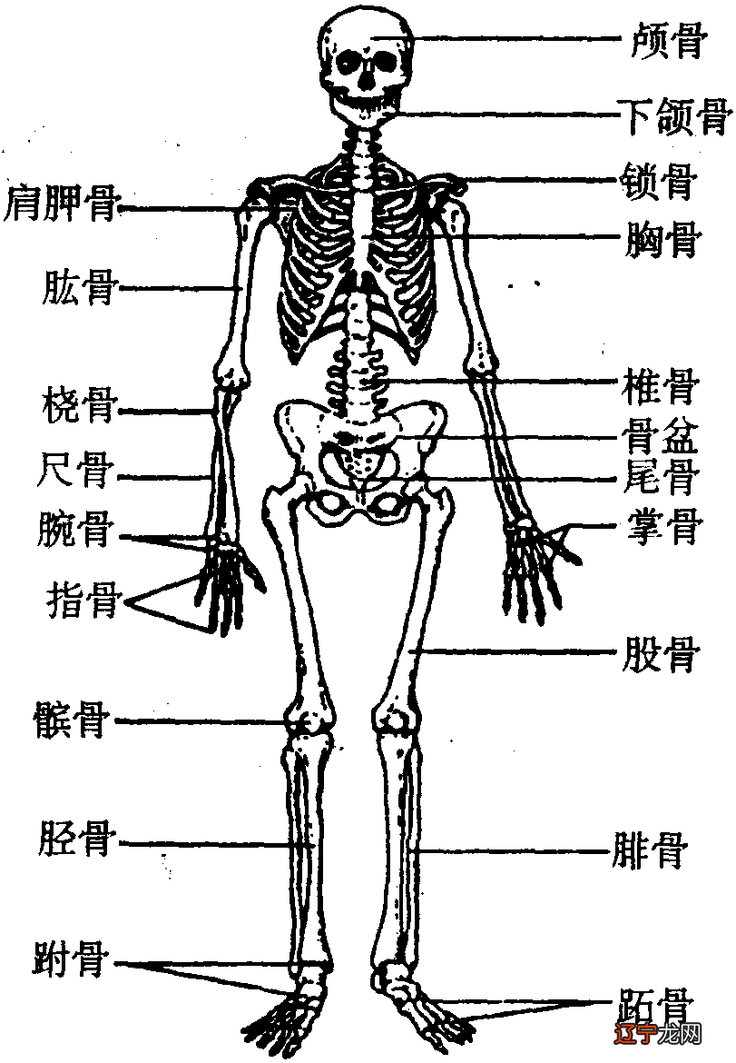 周易手相学_相学上的九骨图解照片_骨相学书籍