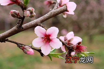 八字命理桃花怎么查?举例说明_八字桃花劫怎么查_八字查桃花口诀