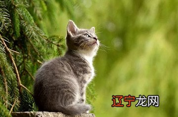 做梦梦到猫是什么意思