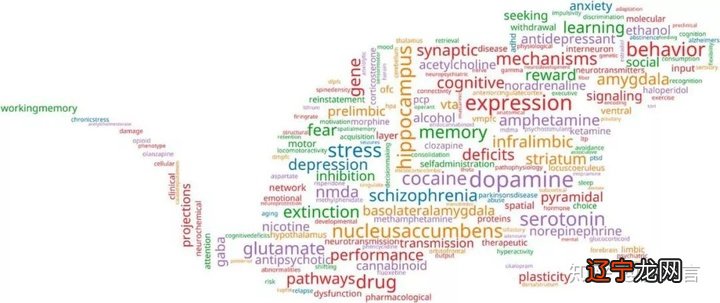 鼠年说鼠 | 为啥脑科学研究更偏爱老鼠