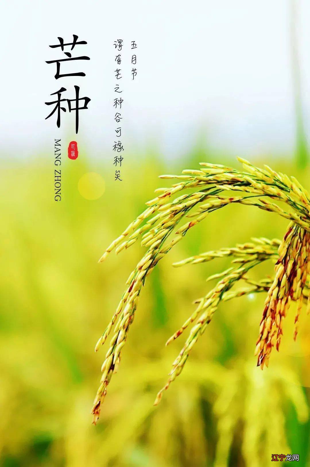 2019年芒种后9天_芒种是哪天_去年芒种是哪天