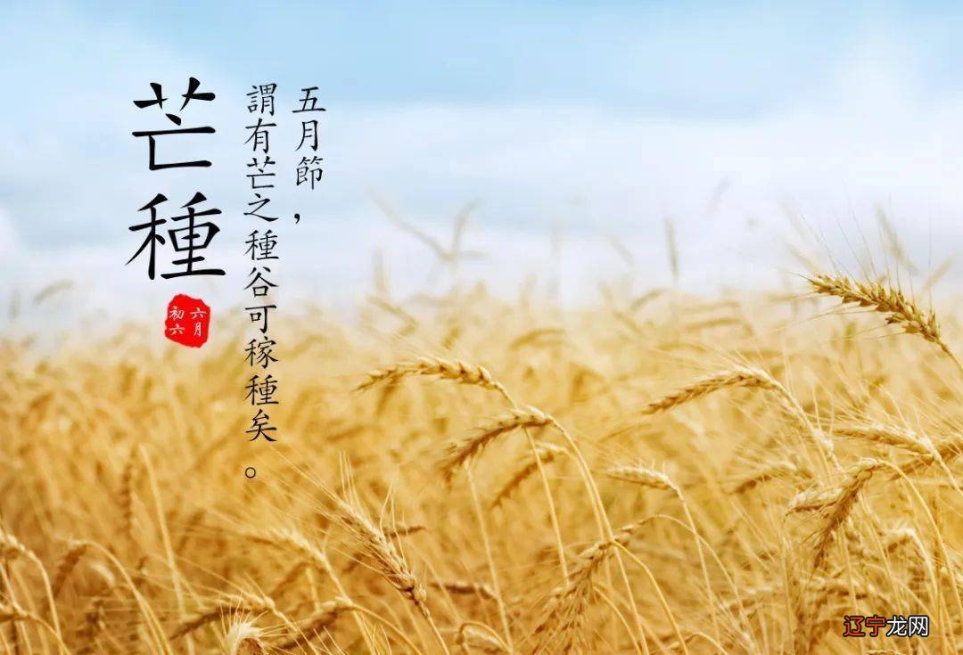 2019年芒种后9天_芒种是哪天_去年芒种是哪天