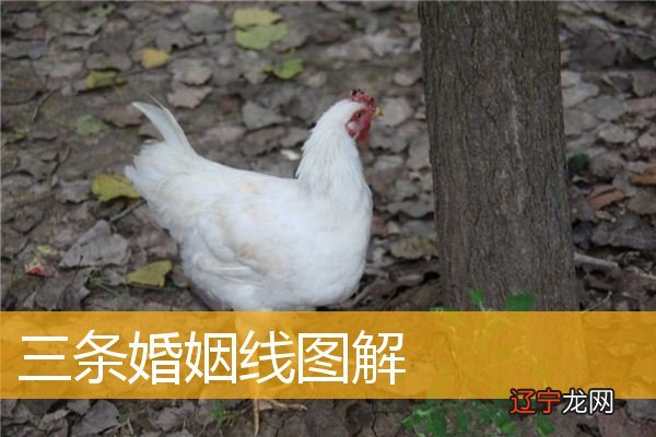 三条婚姻线图解