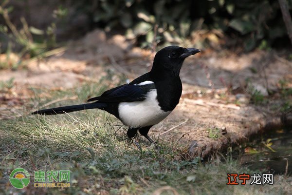 喜鹊吃什么食物好?喜鹊怎么吃才好呢?