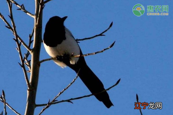 喜鹊吃什么食物好?喜鹊怎么吃才好呢?