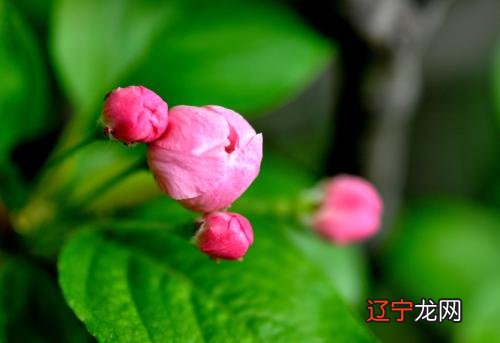 粉色淡雅花朵图片_好看的粉色花朵图片_之梦见粉色花朵