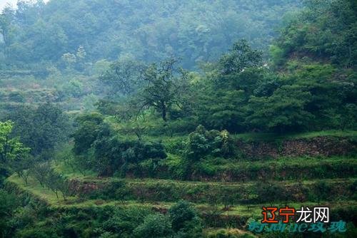 楼房高的像 楼房前后空地上都种著大的很高的松树,风水好不好