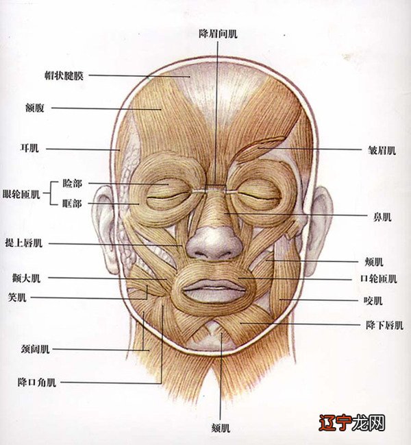 左眼皮老跳_左眼睛上眼皮一直跳怎么回事_左眼皮老跳是怎么回事