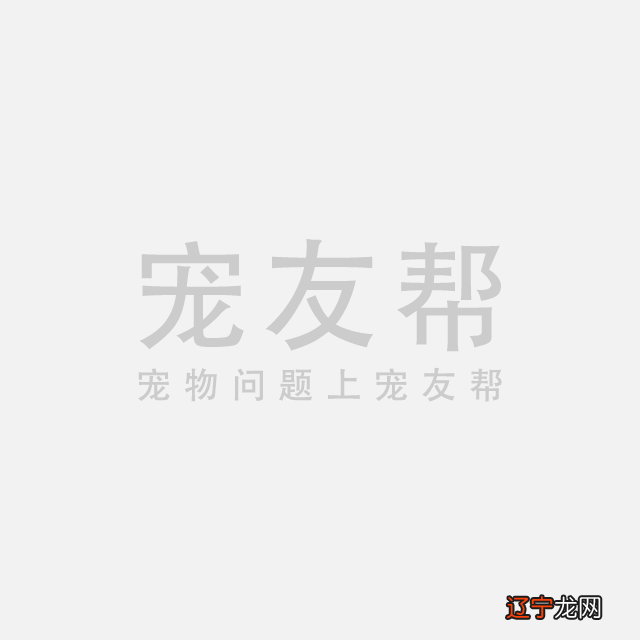 狗狗名字大全 洋气的小狗中英文名字大全