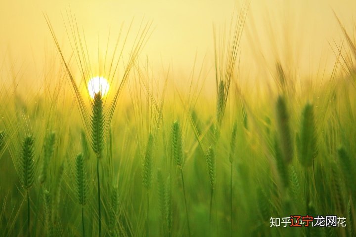 节气芒种最全的习俗知识，一起看看吧