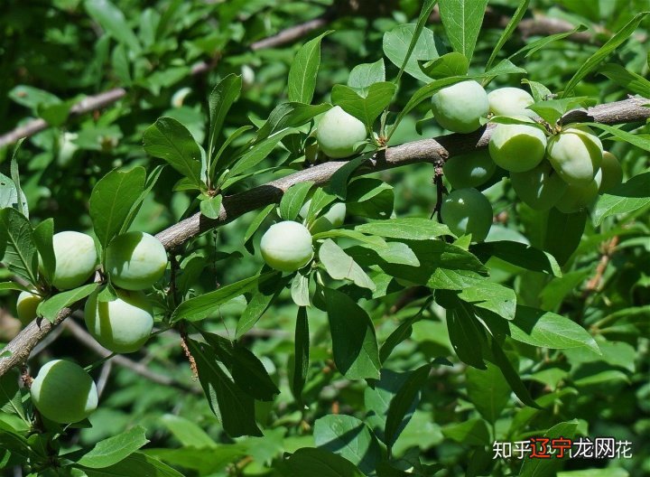 节气芒种最全的习俗知识，一起看看吧