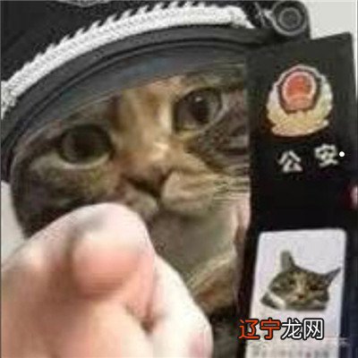 八字木为用神养猫