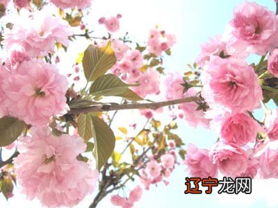 八字免费算桃花_八字算命运桃花_八字算得准人的命运吗