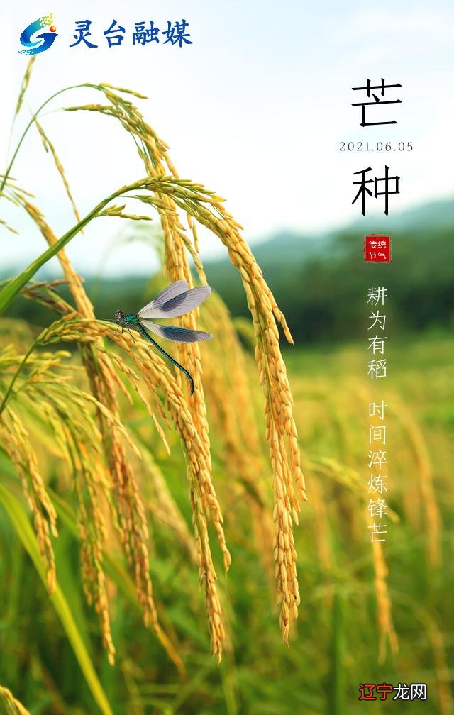 芒种吃什么_芒种杂志_芒种节