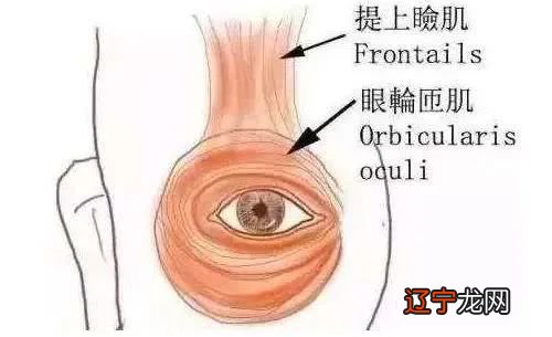 左眼皮跳是怎么回事_左眼皮老跳是怎么回事_右眼皮天天跳是怎么回事啊