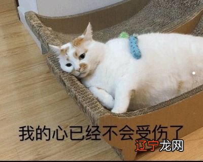 梦见家猫好吗