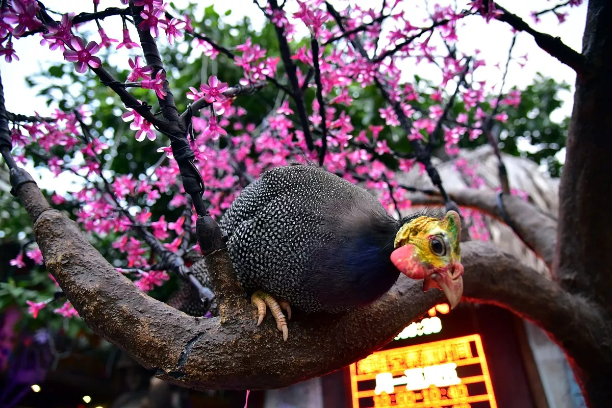 属蛇和什么属相最配最合适 属蛇和属什么的最合适