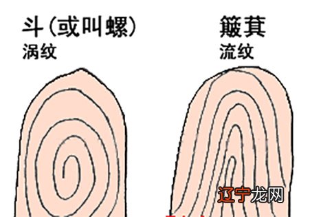 详细分析：手指指纹簸箕算命方法！有手指有多少个簸箕！