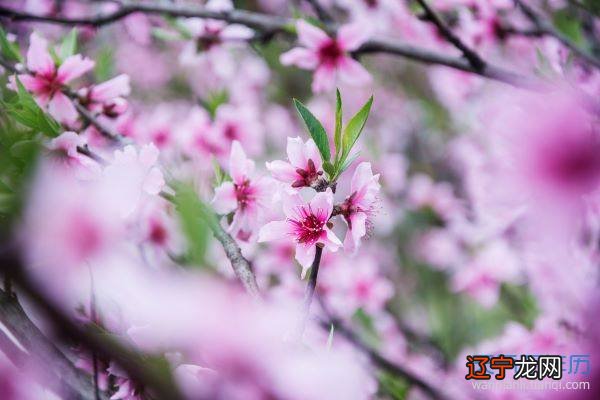 男主是蛇妖子玉，女主陶夭是桃花_桃花运是什么_陈先运和张是