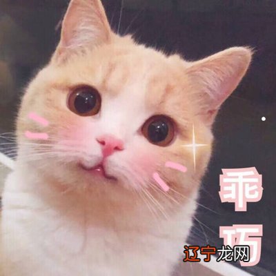 梦见把自己家猫吃了