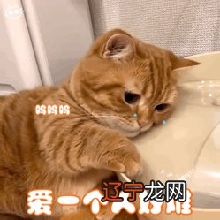 梦见自家猫咪吃自己身体