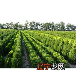 大年初二能洗头吗_大王蛇10年能长多大_马油皂能洗头吗