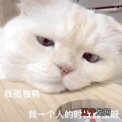 啥八字的男人喜欢养猫