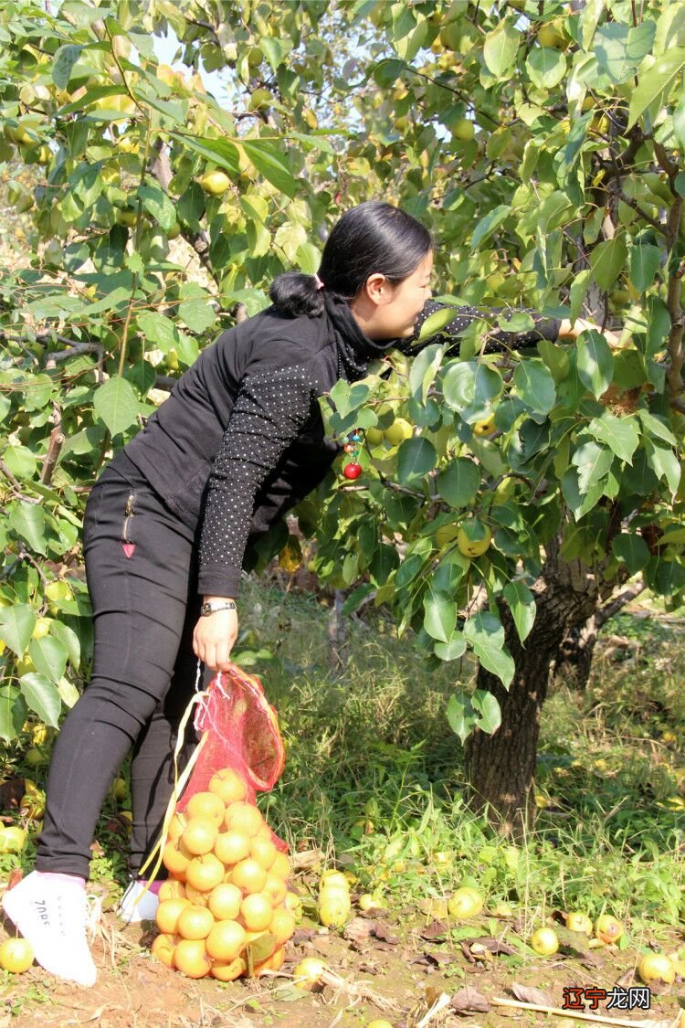 树木风水学_庭院树木风水_庭院树木种植方位风水