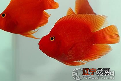 养了一条清道夫和六条金鱼,风水如何?你看不看塔罗牌