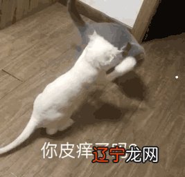 什么人适合养猫命理