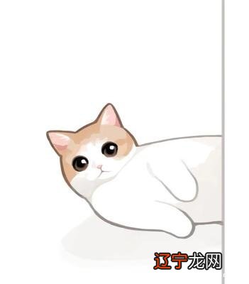 什么人适合养猫命理