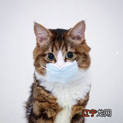 什么人适合养猫命理