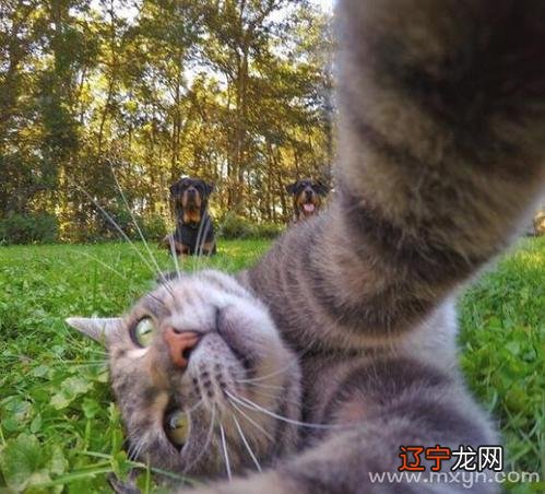 周公解梦大全梦见猫