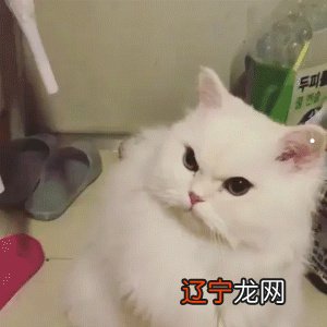 孕妇被自家猫抓没流血