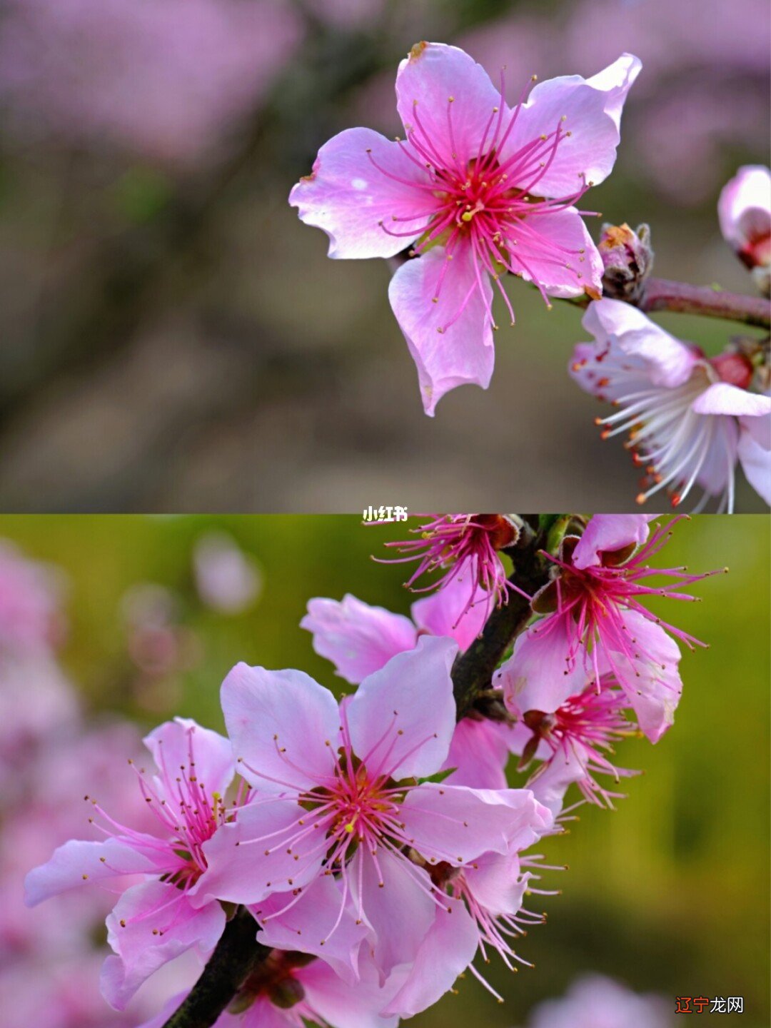 八字桃花风水