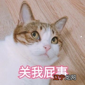 梦见男朋友给我买猫